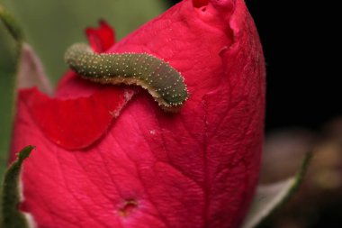 Kırmızı gül üzerinde yeşil tırtıl makrosu
