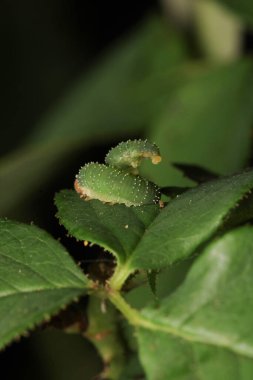 cimbex femoratus sinek larva makro fotoğrafı