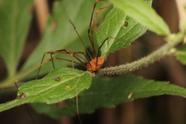 pholcus fhalangioides örümcek makro fotoğrafı