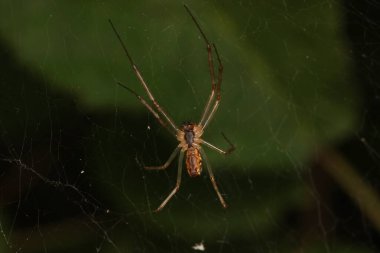 Doğal tetragnatha geniş bir örümcek makro fotoğrafı