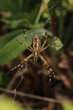 Argiope bruennichi örümcek makro fotoğrafı