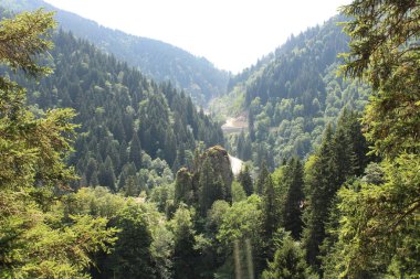 Yeşil ağaçlar orman manzarası fotoğrafı