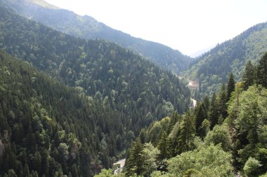 Yeşil ağaçlar orman manzarası fotoğrafı