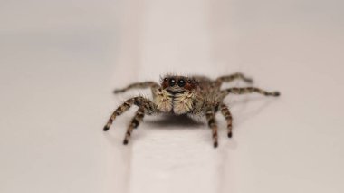 Küçük zıplayan örümcek makro fotoğrafı