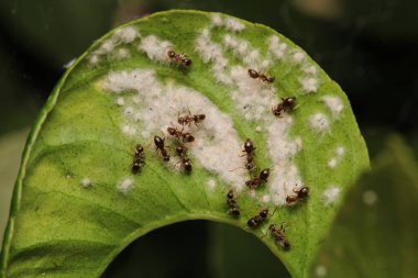 Siyah marangoz karınca makro fotoğrafı