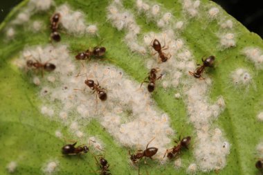 Siyah marangoz karınca makro fotoğrafı