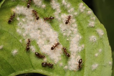 Siyah marangoz karınca makro fotoğrafı