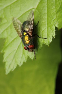 Dönen karasineğin makro fotoğrafı