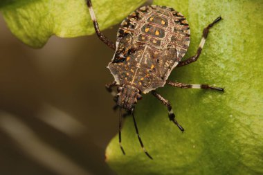 Halyomorfa Halys böcek makro fotoğrafı