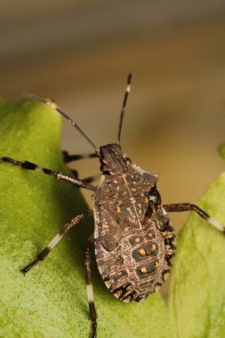 Halyomorfa Halys böcek makro fotoğrafı