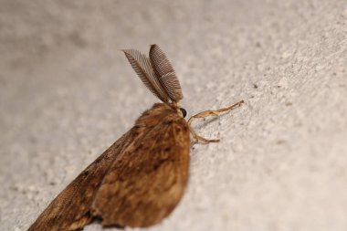 Lymantria dispar makro fotoğraf