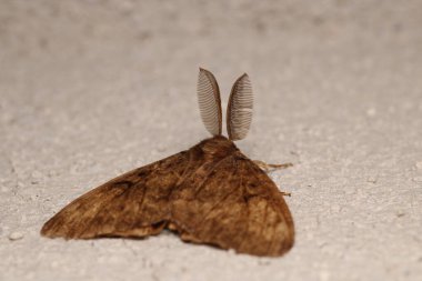 Lymantria dispar makro fotoğraf