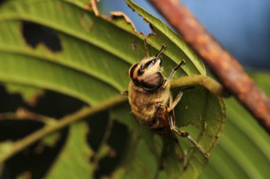 Doğal Eupeodes çiçeği sineği fotoğrafı