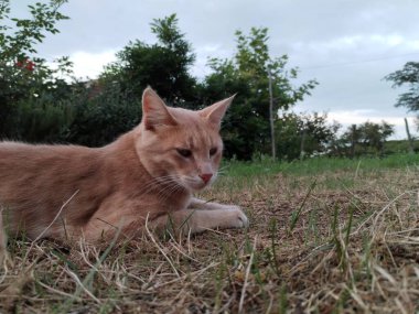 Küçük mavi gözlü kedi yavrusu fotoğrafı.