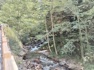 Yeşil ağaçlar orman manzarası fotoğrafı