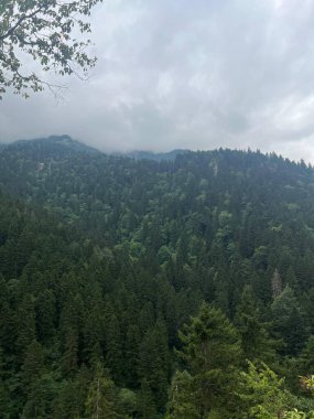 Yeşil ağaçlar orman manzarası fotoğrafı