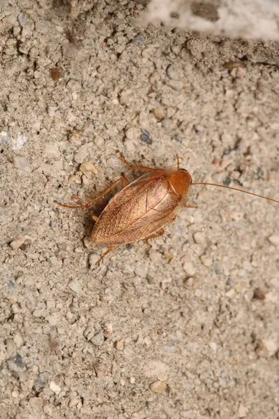 Doğal Ektobius pallidus böcek makro fotoğrafı