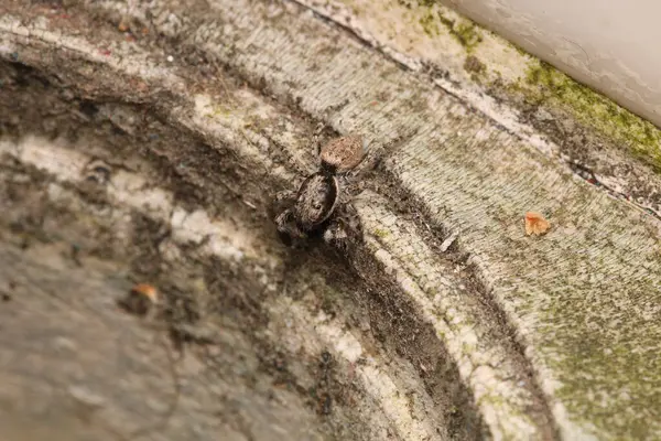 Küçük zıplayan örümcek makro fotoğrafı
