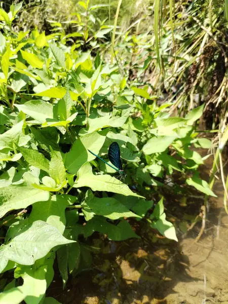 Zigoptera yeşil yusufçuk makro fotoğraf