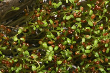 Marsilea Minuta akvaryumu bitki makro fotoğrafı