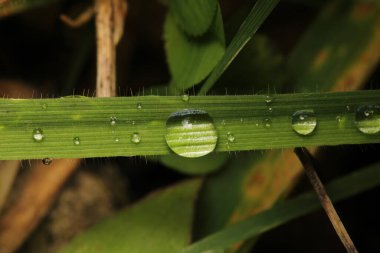 Su çimlerin üzerine makro fotoğraf düşürür.