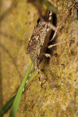 Halyomorfa Halys böcek makro fotoğrafı