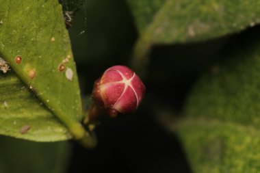 Doğal yeşil limonlu makro fotoğraf