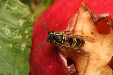 Avrupa sarı eşekarısı makro fotoğrafı
