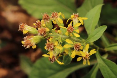 Kasımpatı indium sarı çiçek makrosu