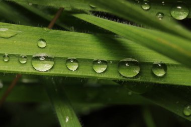 Çimlerin üzerinde su damlacıkları