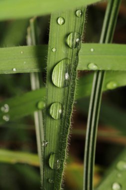 Çimlerin üzerinde su damlacıkları
