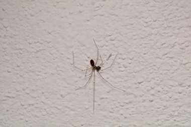 pholcus fhalangioides örümcek makro fotoğrafı