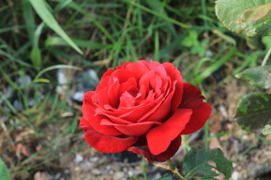 kırmızı tomurcuk çiçek resimleri