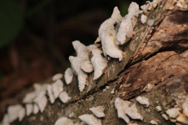 Daha büyük titreyen ot bitkisi makro fotoğrafı