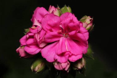 pembe pelargonium zonale çiçek makrosu