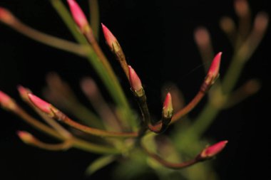 Daha büyük titreyen ot bitkisi makro fotoğrafı