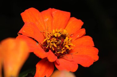 pembe zinnia çiçekli makro fotoğraf