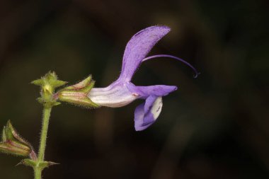 Doğal mor salvia miltiorrhiza fotoğrafı