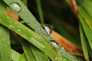 Su çimlerin üzerine makro fotoğraf düşürür.