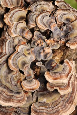 Doğal ağaç mantarı makro fotoğraf