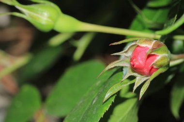 kırmızı gül çiçeği makro fotoğraf
