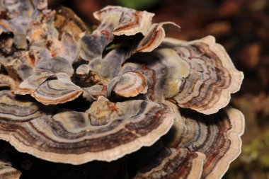 Doğal ağaç mantarı makro fotoğraf