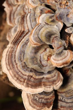 Doğal ağaç mantarı makro fotoğraf