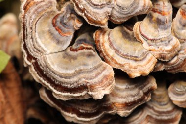 Doğal ağaç mantarı makro fotoğraf