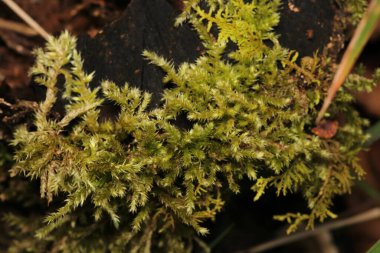 Daha büyük titreyen ot bitkisi makro fotoğrafı