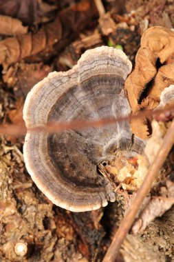 Doğal ağaç mantarı makro fotoğraf