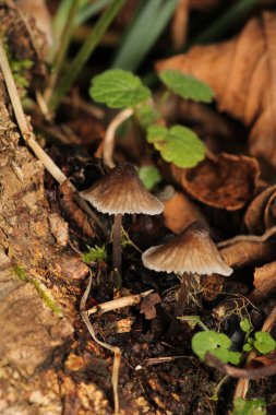 Doğal ağaç mantarı makro fotoğraf