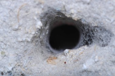 Agelena labirenti Örümcek makro fotoğrafı