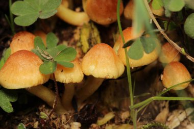 Doğal ağaç mantarı makro fotoğraf