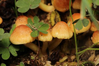 Doğal ağaç mantarı makro fotoğraf